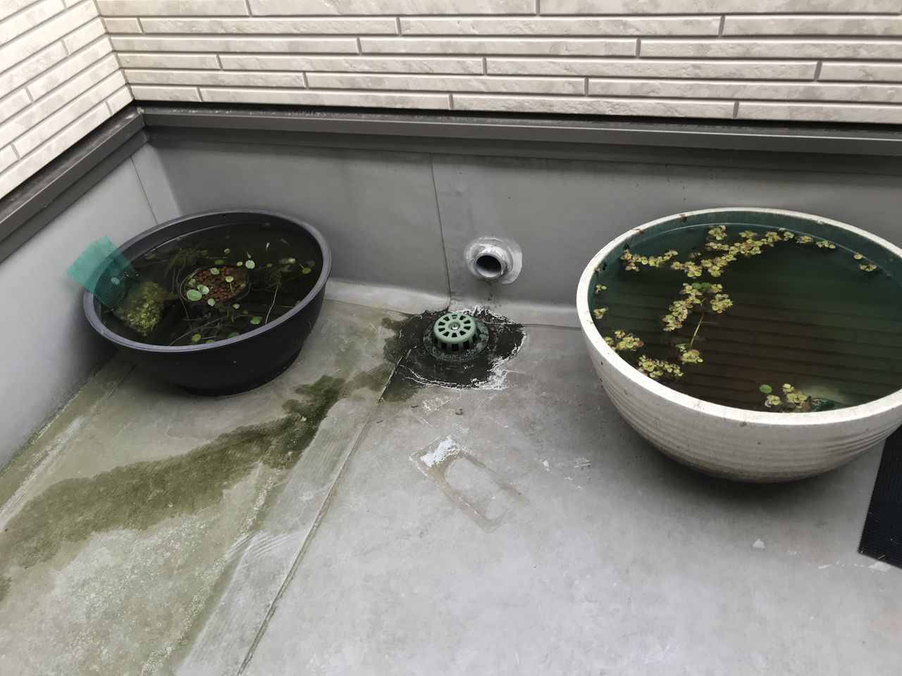 メダカのいる睡蓮鉢の観察４ 水槽にやったことを忘れないように書いておくブログ
