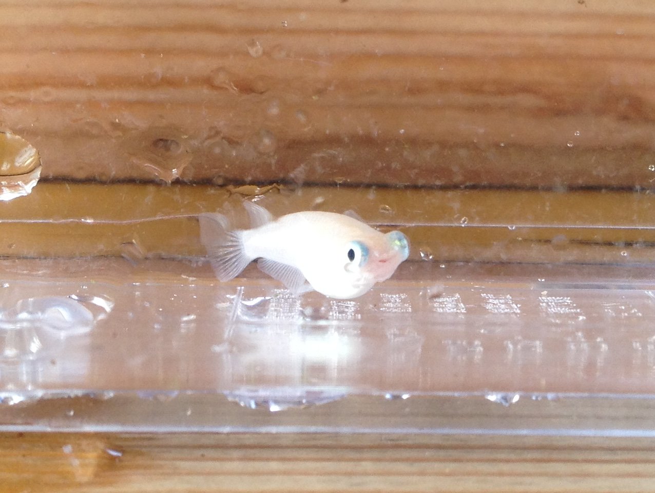 めだか小屋で見るメダカの品種 めだか小屋訪問２ 水槽にやったことを忘れないように書いておくブログ