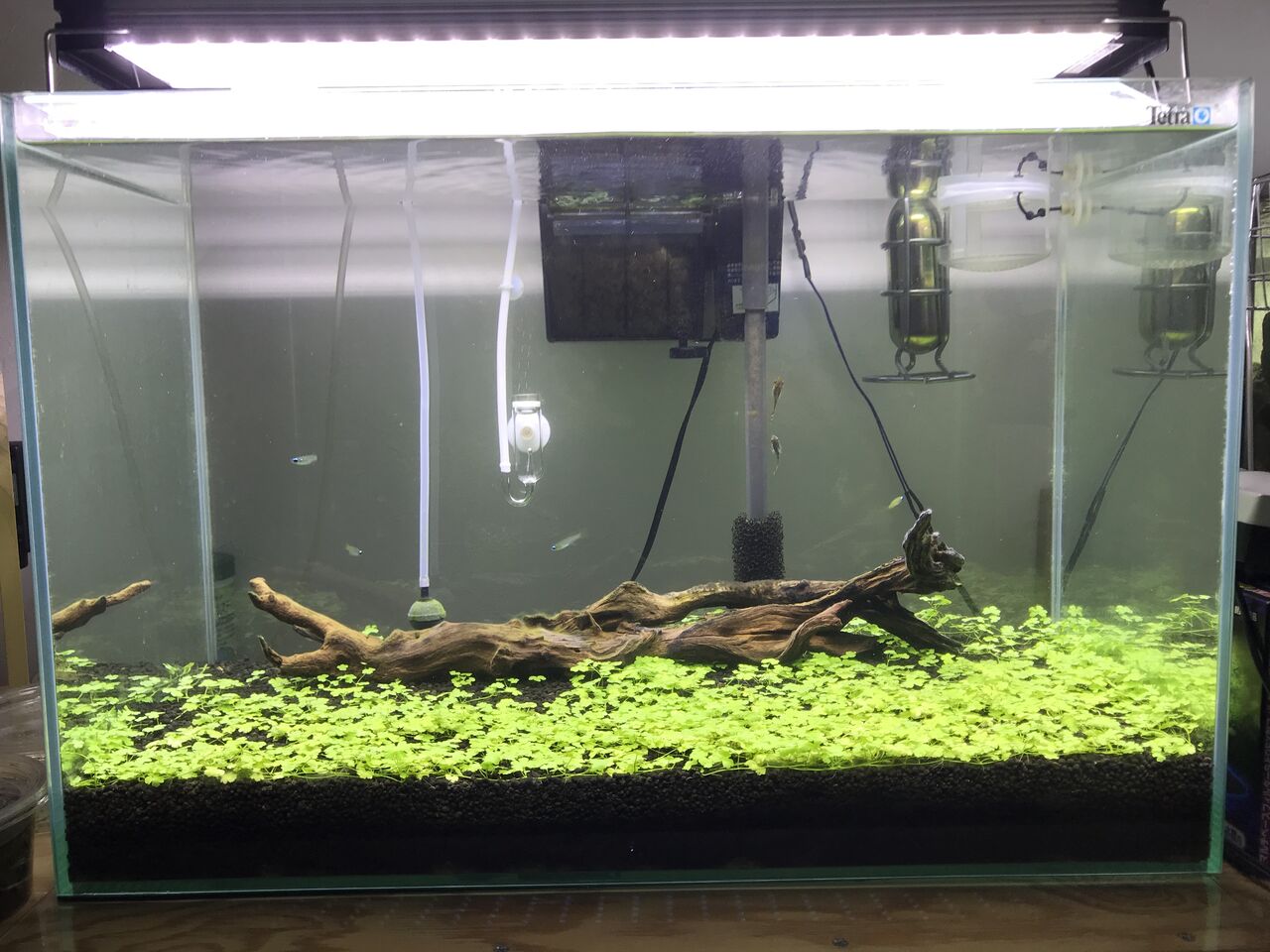 オークロ水槽の構築 水槽にやったことを忘れないように書いておくブログ オークロ水槽の構築 水槽にやったことを忘れないように書いておくブログ