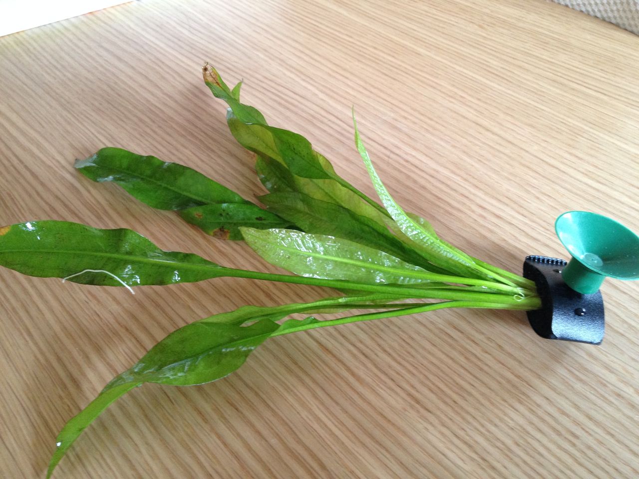 オトシンクルスとアマゾンソード そして植えるカム 水槽にやったことを忘れないように書いておくブログ オトシンクルスとアマゾンソード そして植えるカム 水槽にやったことを忘れないように書いておくブログ