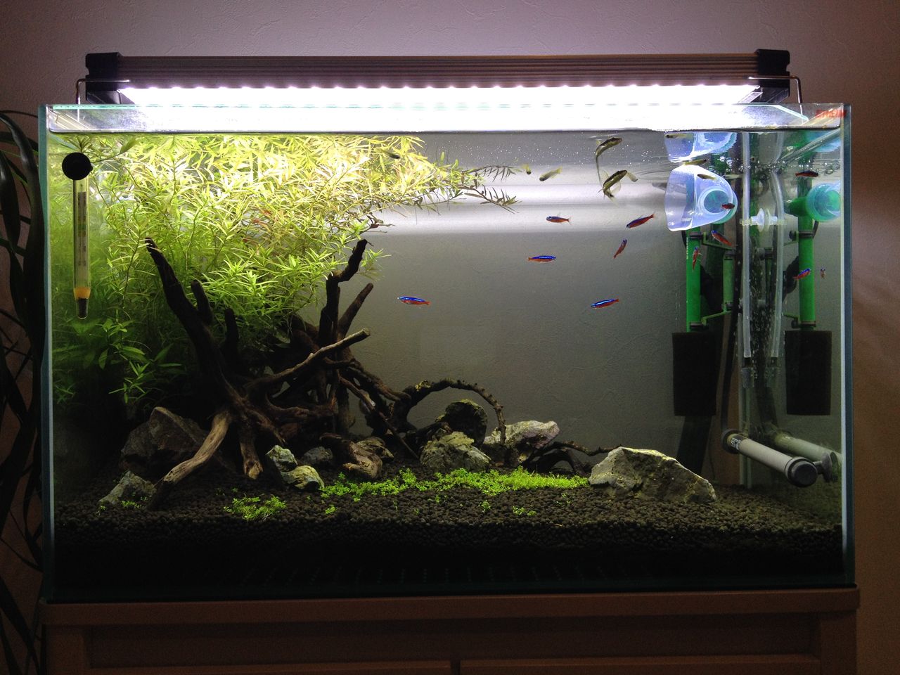 60cm水草水槽の変遷 : 水槽にやったことを忘れないように書いておくブログ