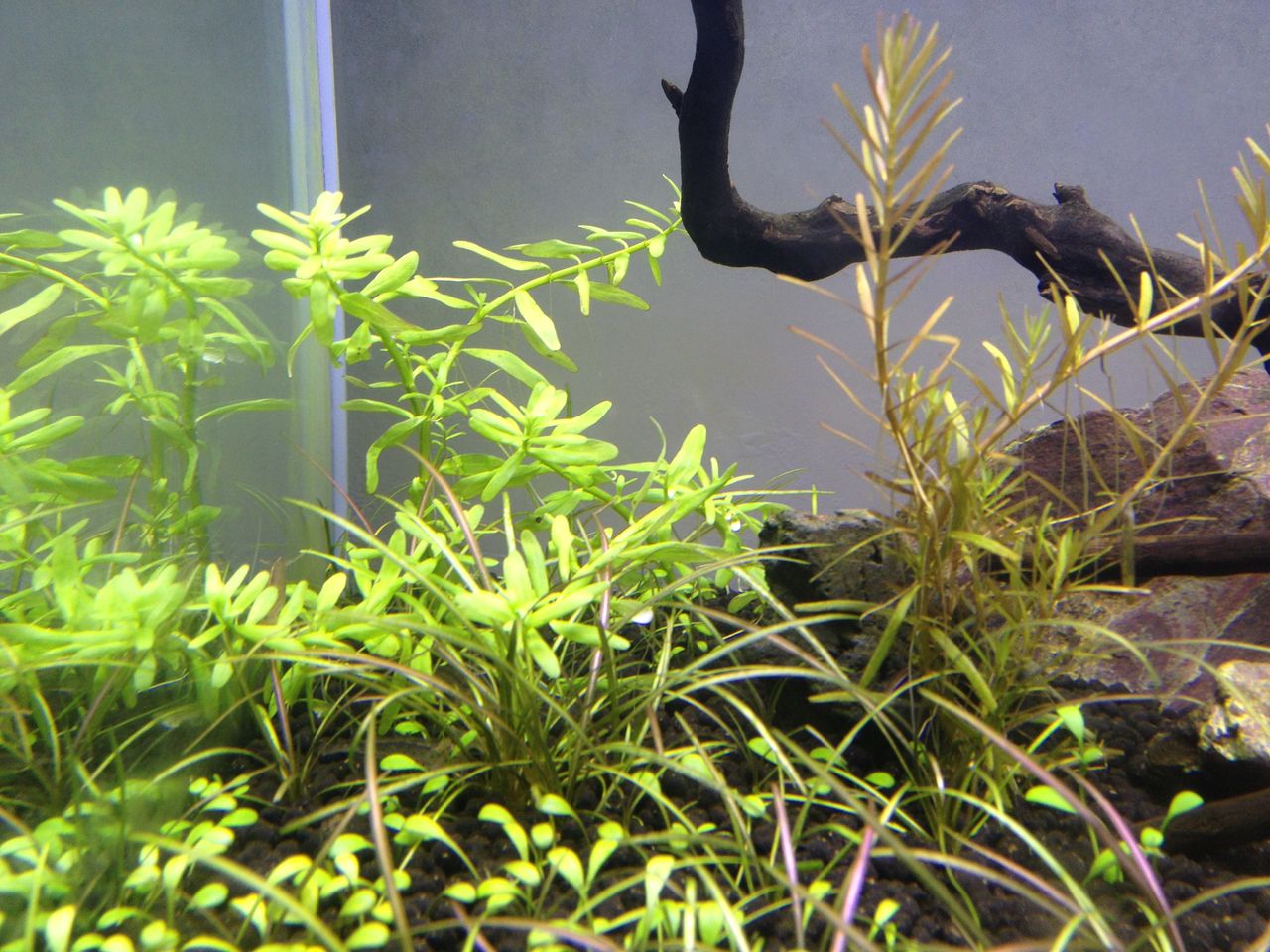 グリーンロタラとロタラｓｐ ワイナードの観察１ 水槽にやったことを忘れないように書いておくブログ