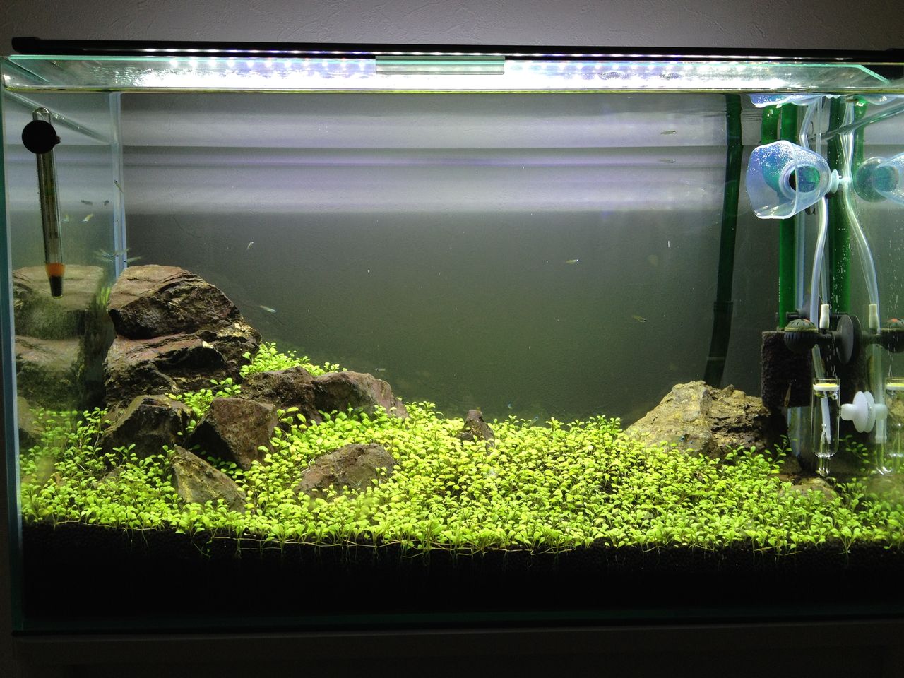 アフリカンランプアイを迎え入れる 水槽にやったことを忘れないように書いておくブログ