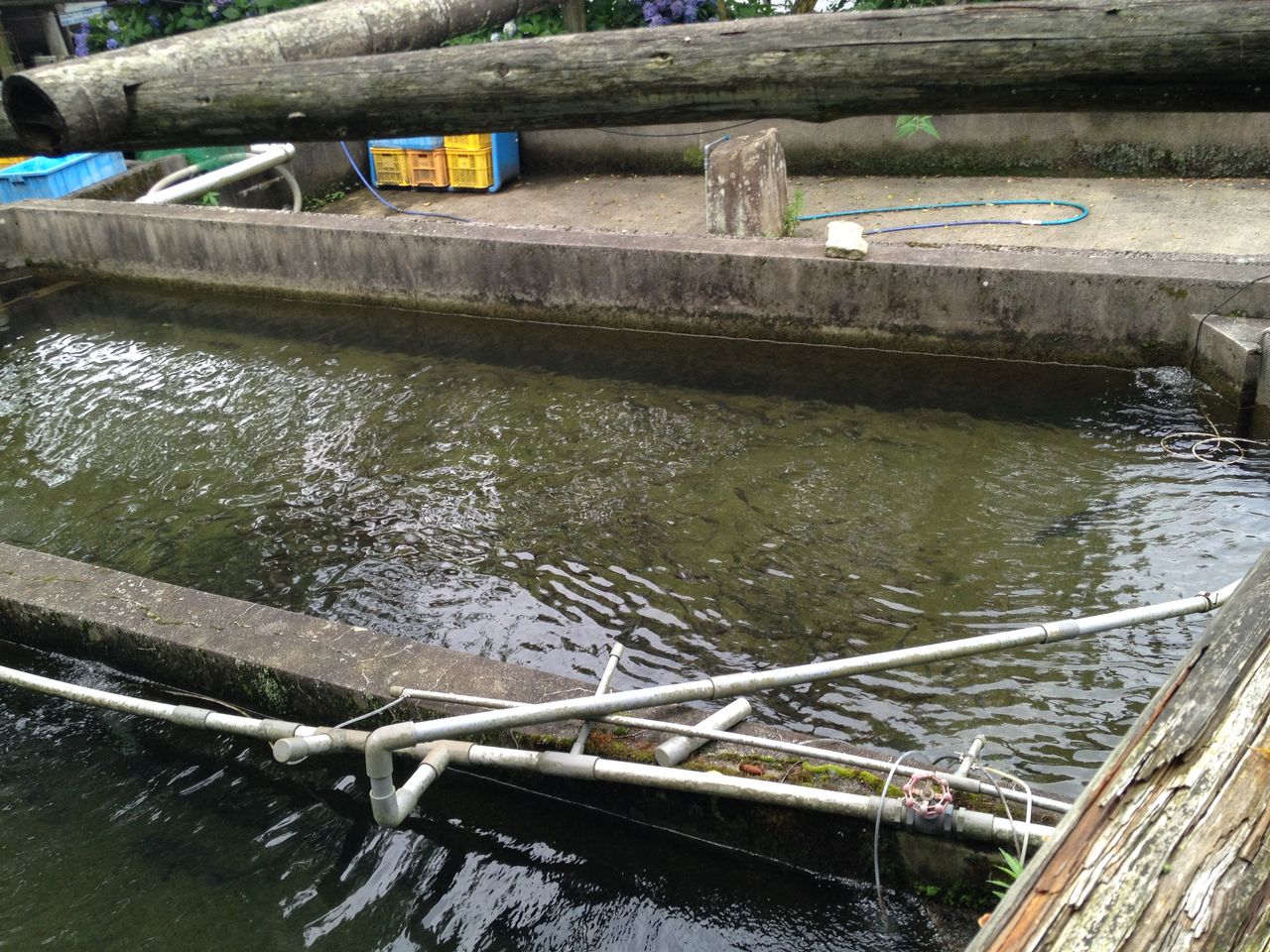 古屋敷養魚場に行って来た 水槽にやったことを忘れないように書いておくブログ