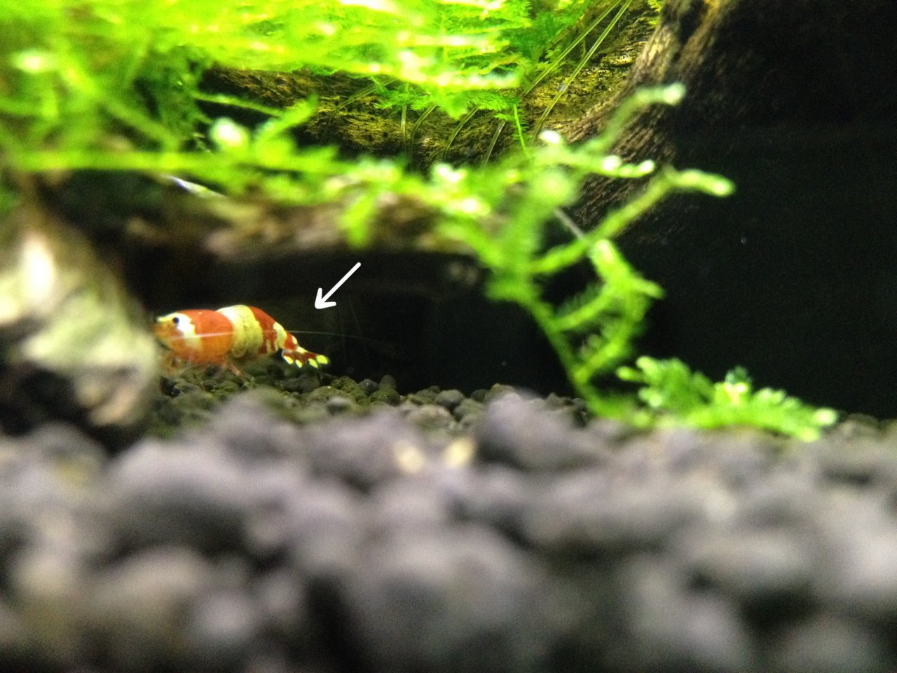 性懲りもなくレッドビーシュリンプの飼育４ 抱卵の舞 水槽にやったことを忘れないように書いておくブログ