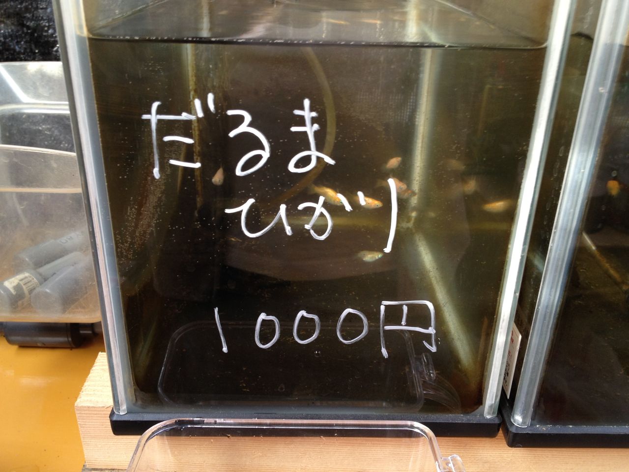 めだかの学校　勲章9点まとめ めだかの学校 勲章9点まとめ 舞めだか最新品種 | 舞めだかのブログ