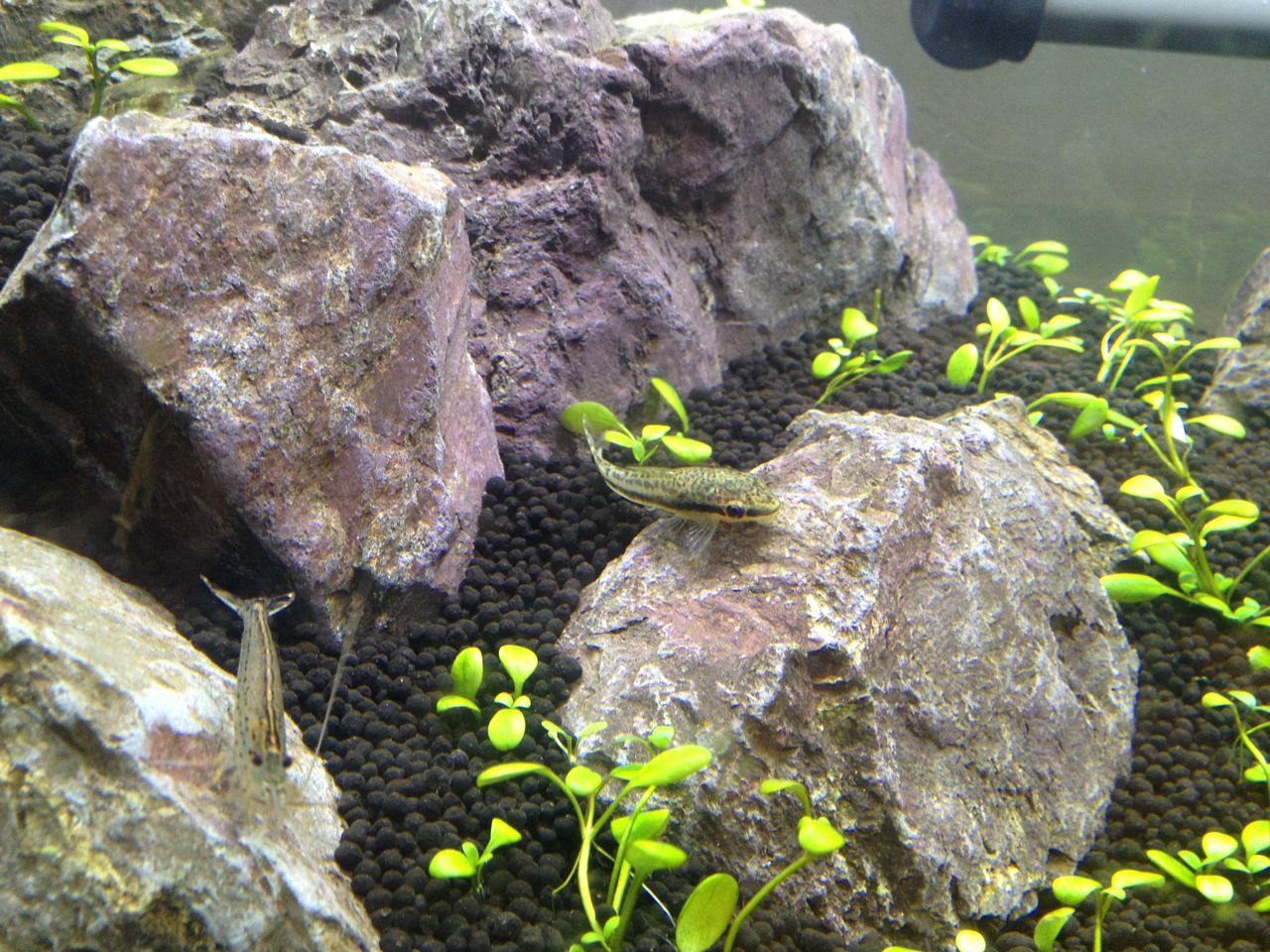 グロッソスティグマの観察１ 水槽にやったことを忘れないように書いておくブログ