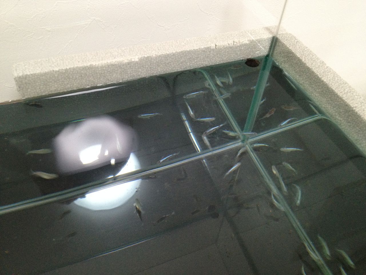 飼育水をブラックウォーター化してみる 水槽にやったことを忘れないように書いておくブログ