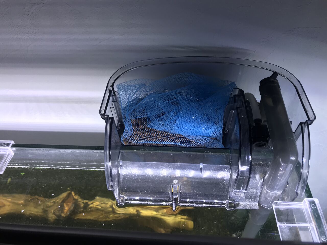 オークロ水槽のミスト式立ち上げ5 水上から水中へ 水槽にやったことを忘れないように書いておくブログ オークロ水槽のミスト式立ち上げ5 水上から水中へ 水槽にやったことを忘れないように書いておくブログ