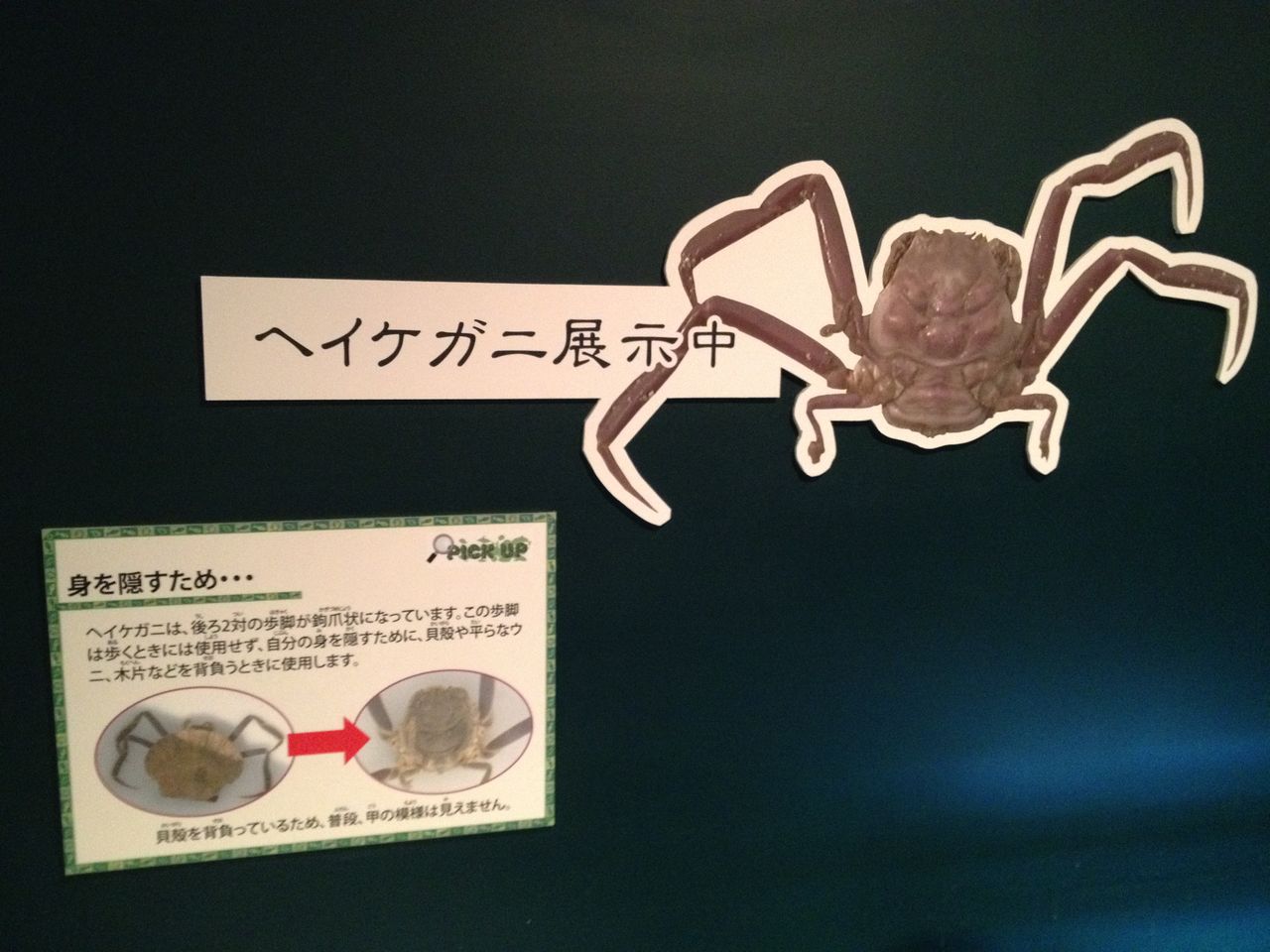 下関市立しものせき水族館 海響館 をめぐる２ 個別展示いろいろ 水槽にやったことを忘れないように書いておくブログ