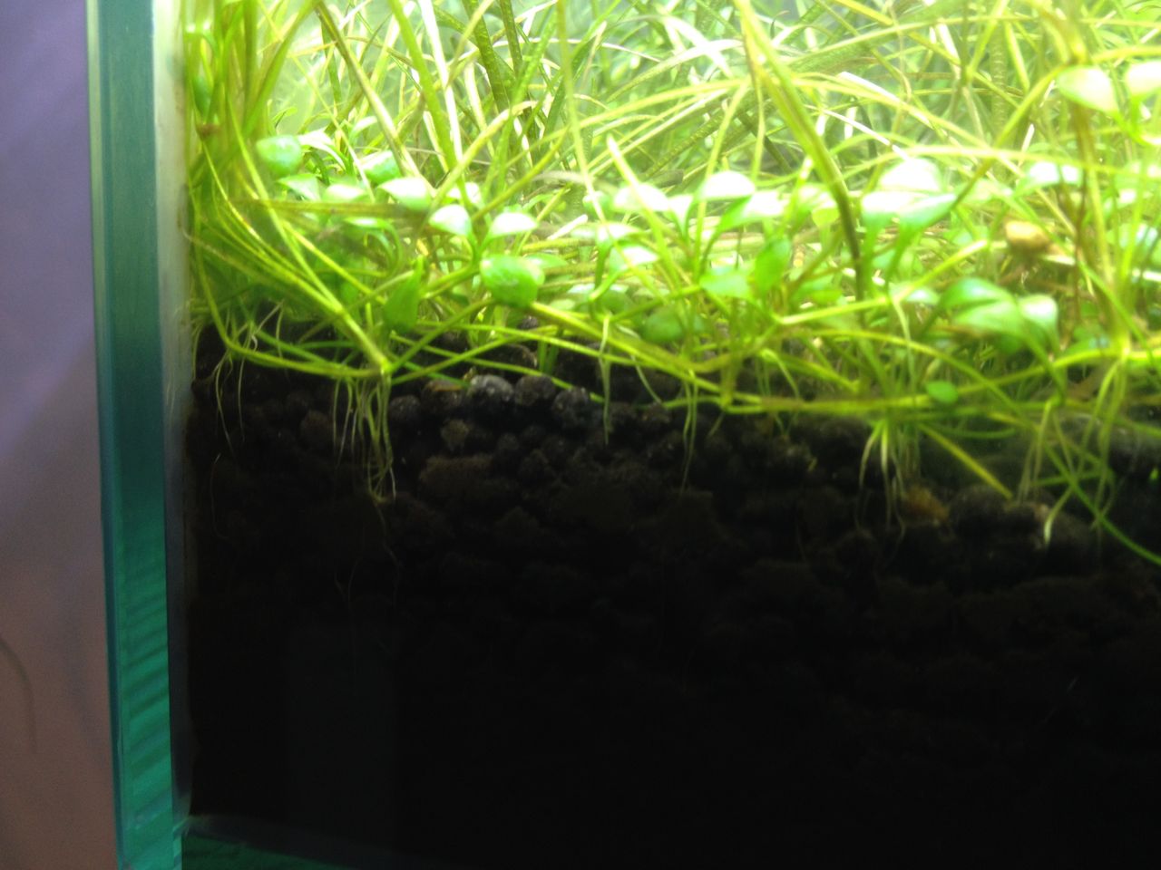 アオコとの決別・水槽用除藻剤ニューモンテを試してみる : 水槽にやったことを忘れないように書いておくブログ