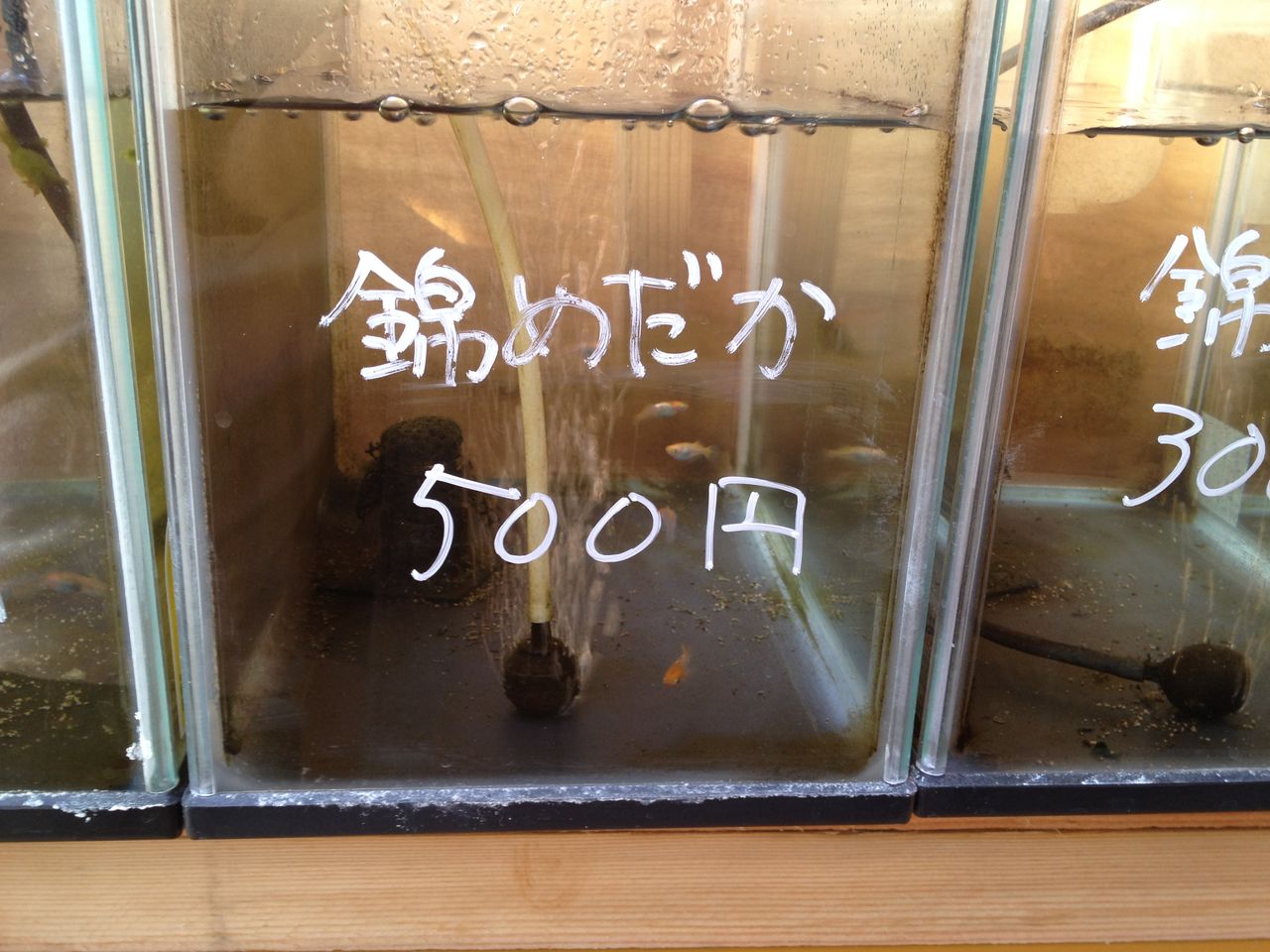 めだかの学校 勲章9点まとめ めだか小屋で見るメダカの品種