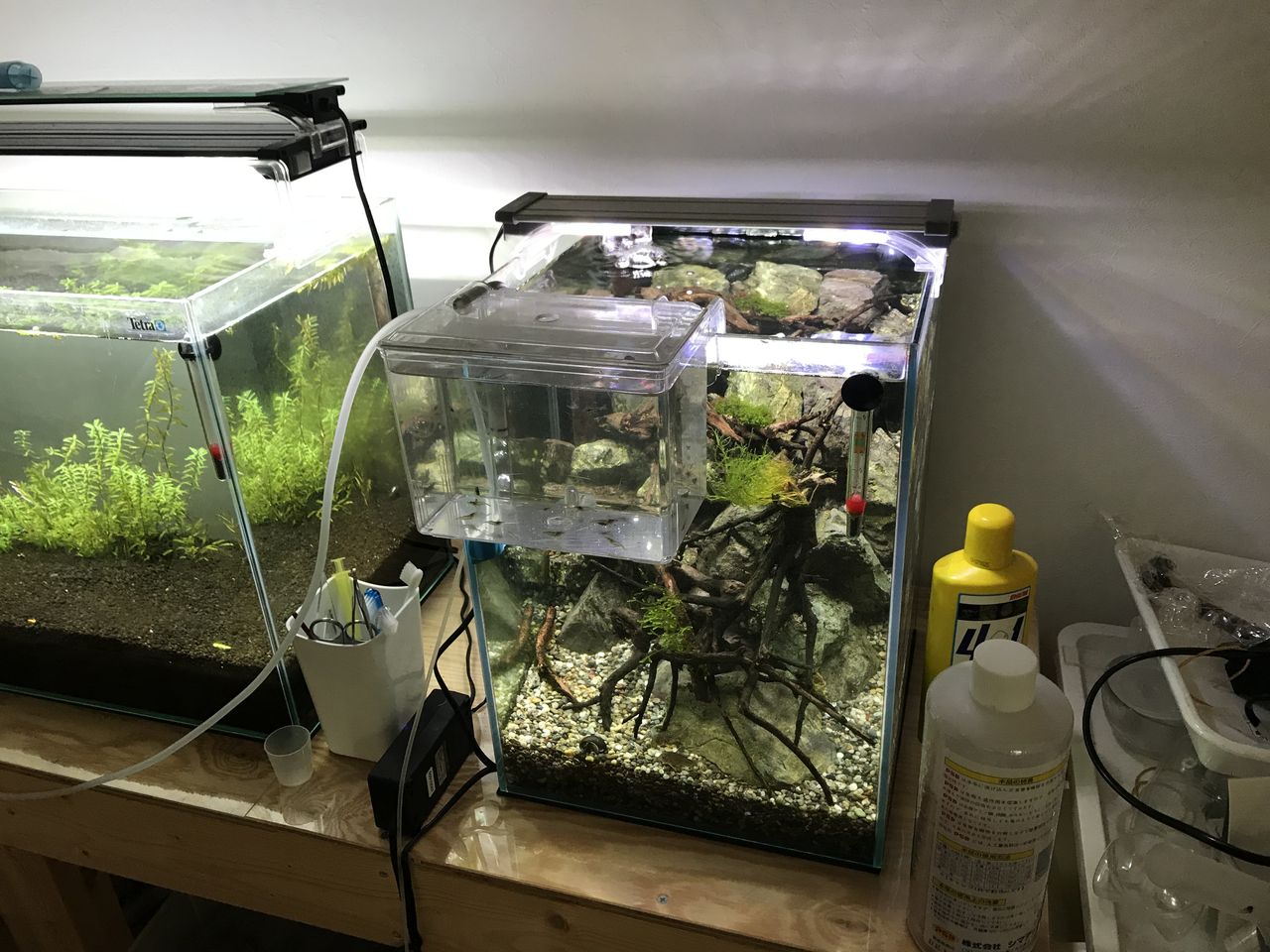続 性懲りもなくレッドビーシュリンプ とミナミヌマエビ の飼育７ 終了 水槽にやったことを忘れないように書いておくブログ