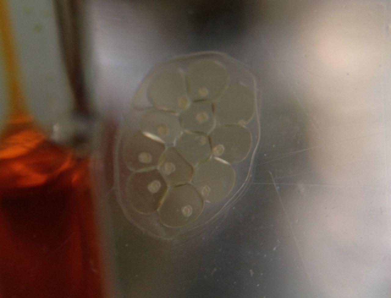 レッドラムズホーンを繁殖しないように水槽に移してみる１ 水槽にやったことを忘れないように書いておくブログ