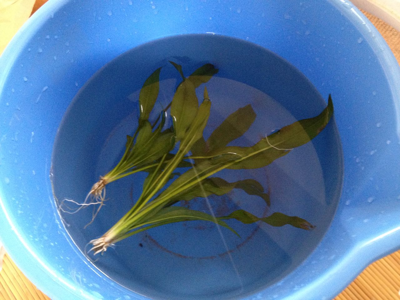 オトシンクルスとアマゾンソード そして植えるカム 水槽にやったことを忘れないように書いておくブログ オトシンクルスとアマゾンソード そして植えるカム 水槽にやったことを忘れないように書いておくブログ
