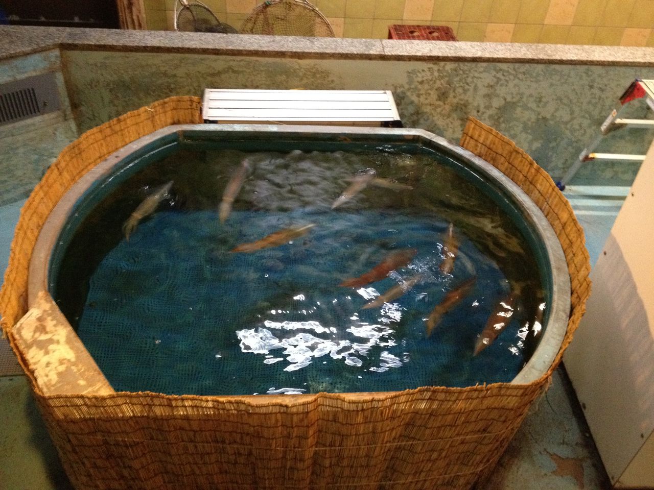 写真の整理 八丁櫓のメダカとカメ それにイカ 水槽にやったことを忘れないように書いておくブログ 写真の整理 八丁櫓のメダカとカメ それにイカ 水槽にやったことを忘れないように書いておくブログ