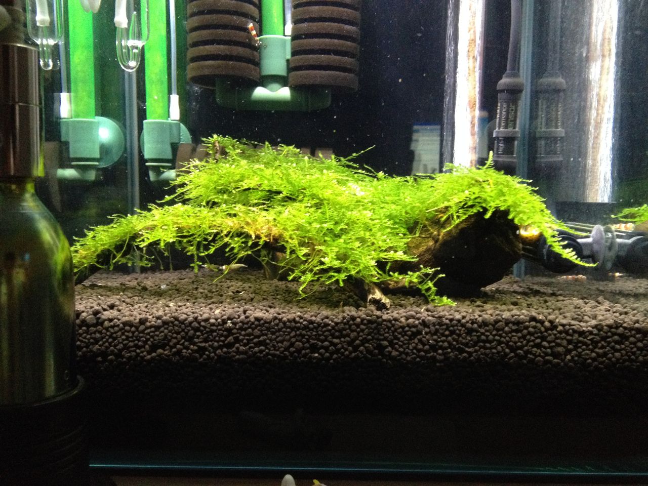 性懲りもなくレッドビーシュリンプの飼育４ 抱卵の舞 水槽にやったことを忘れないように書いておくブログ