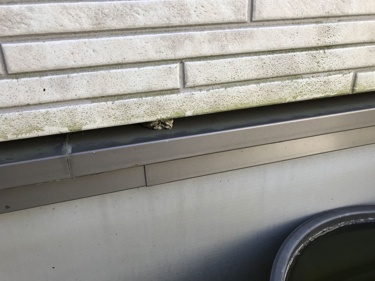 アマガエル襲来 水槽にやったことを忘れないように書いておくブログ