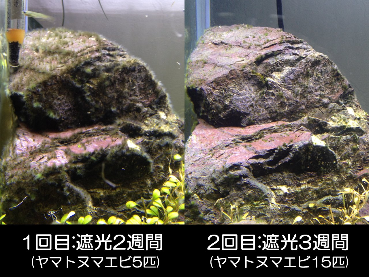 暗闇の先にある光を求めて 再び完全遮光してみる2 本編 水槽にやったことを忘れないように書いておくブログ 暗闇の先にある光を求めて 再び完全遮光してみる2 本編 水槽にやったことを忘れないように書いておくブログ