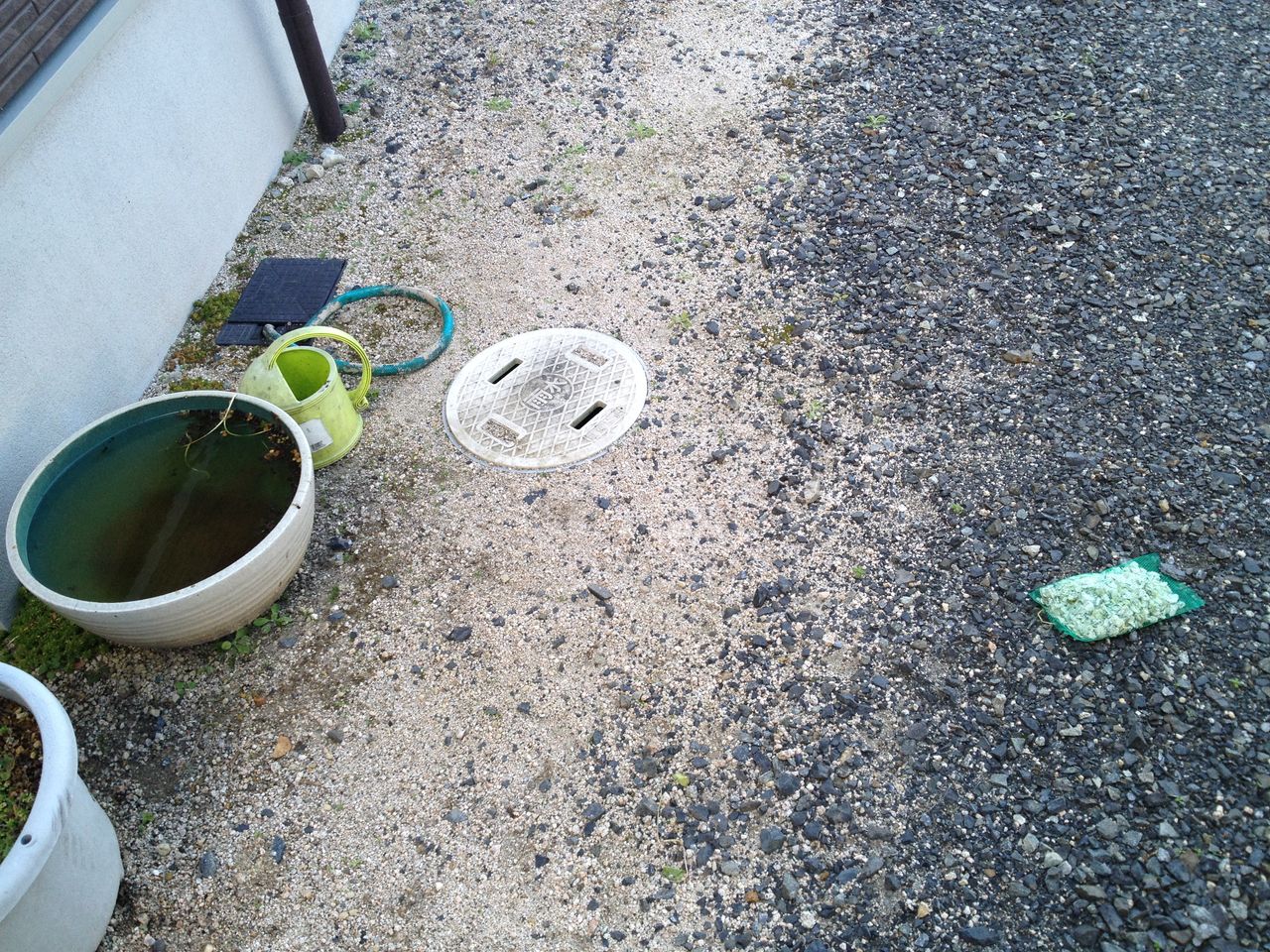 メダカのいる睡蓮鉢の観察3 水槽にやったことを忘れないように書いておくブログ メダカのいる睡蓮鉢の観察3 水槽にやったことを忘れないように書いておくブログ