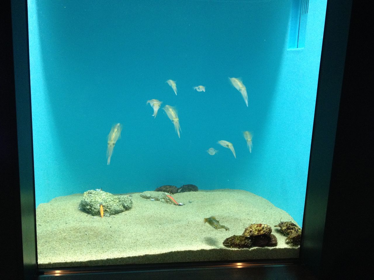 宮島水族館に行って来た 後編 水槽にやったことを忘れないように書いておくブログ 宮島水族館に行って来た 後編 水槽にやったことを忘れないように書いておくブログ