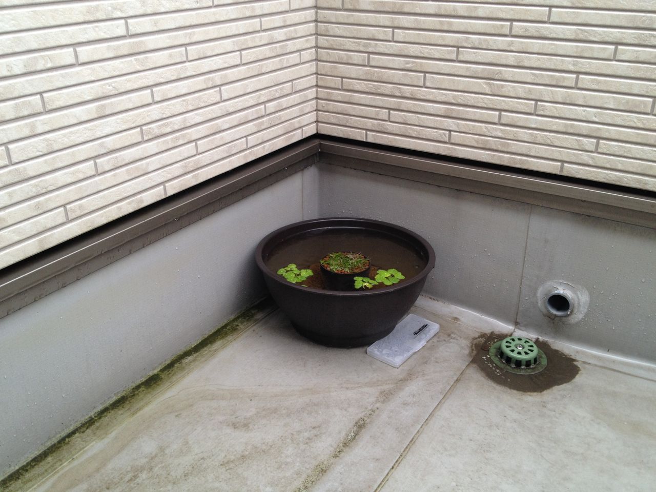 メダカばちにメダカを迎え入れる 前編 水槽にやったことを忘れないように書いておくブログ