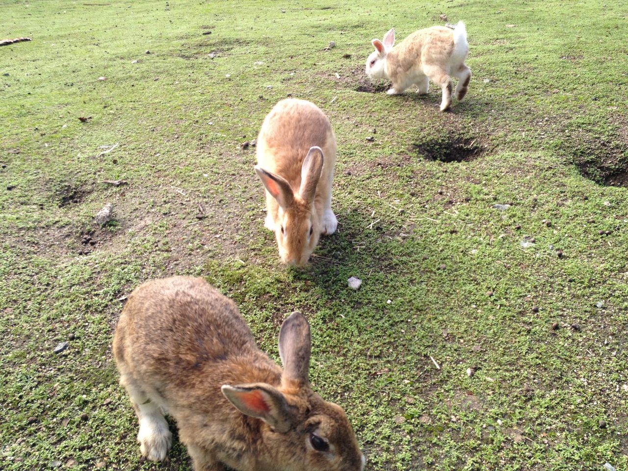ウサギの島のアナウサギの観察 水槽にやったことを忘れないように書いておくブログ