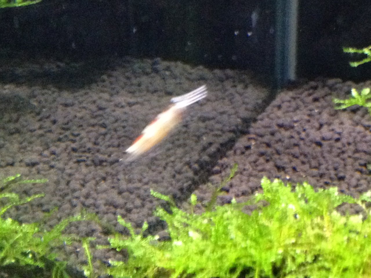 ◆厳◆【真作】★清時代・古和田羊脂玉・内務府造辨処・双龍耳筆舐・共箱★極細工 置物 擺件 古賞物　中国古美術 ルイヴィトン 正規キーリングパープル チャーム／ペンダント