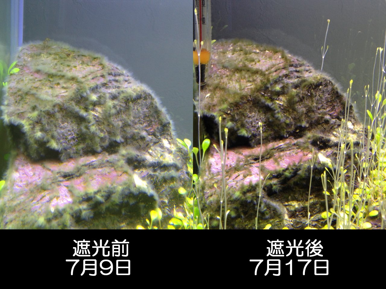 光を絶って世界をつなぐ 完全遮光してみる 後編 水槽にやったことを忘れないように書いておくブログ 光を絶って世界をつなぐ 完全遮光してみる 後編 水槽にやったことを忘れないように書いておくブログ