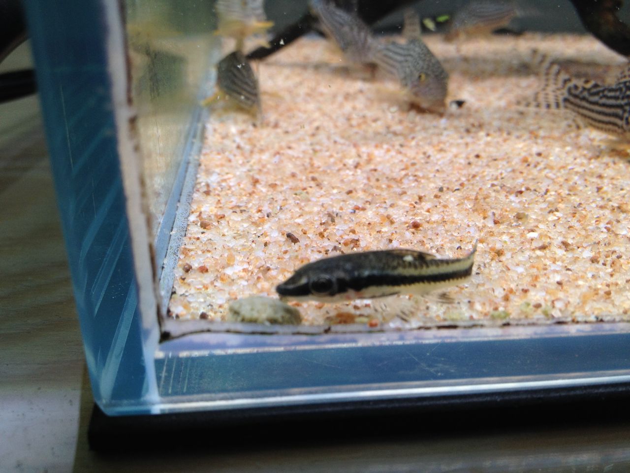 コリドラス水槽で孤軍奮闘するオトシンクルスから社会での振舞いを学ぶ 水槽にやったことを忘れないように書いておくブログ コリドラス水槽で孤軍奮闘するオトシンクルスから社会での振舞いを学ぶ 水槽にやったことを忘れないように書いておくブログ