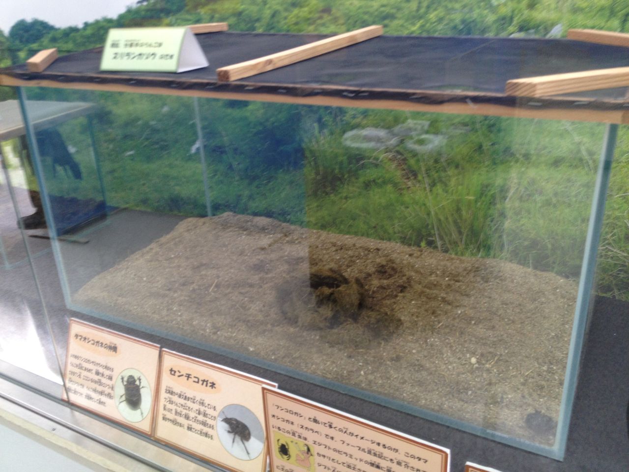 周南市徳山動物園 きて みて さわって うんこ展 に行ってきた 後編 水槽にやったことを忘れないように書いておくブログ 周南市徳山動物園 きて みて さわって うんこ展 に行ってきた 後編 水槽にやったことを忘れないように書いておくブログ