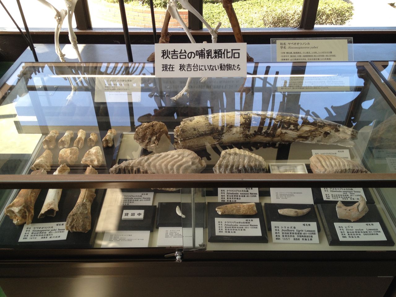美祢市立秋吉台科学博物館に行ってきた : 水槽にやったことを 美祢市立秋吉台科学博物館に行ってきた : 水槽にやったことを