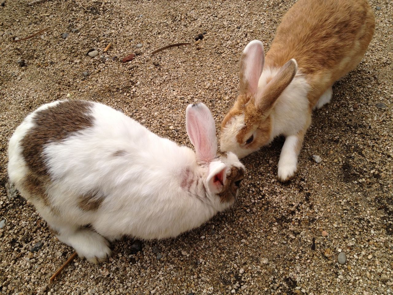 ウサギの島のアナウサギの観察 水槽にやったことを忘れないように書いておくブログ