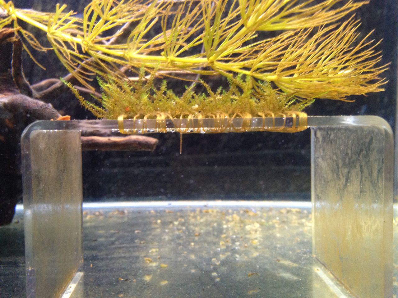 南米ウイローモスの観察２ 水槽にやったことを忘れないように書いておくブログ