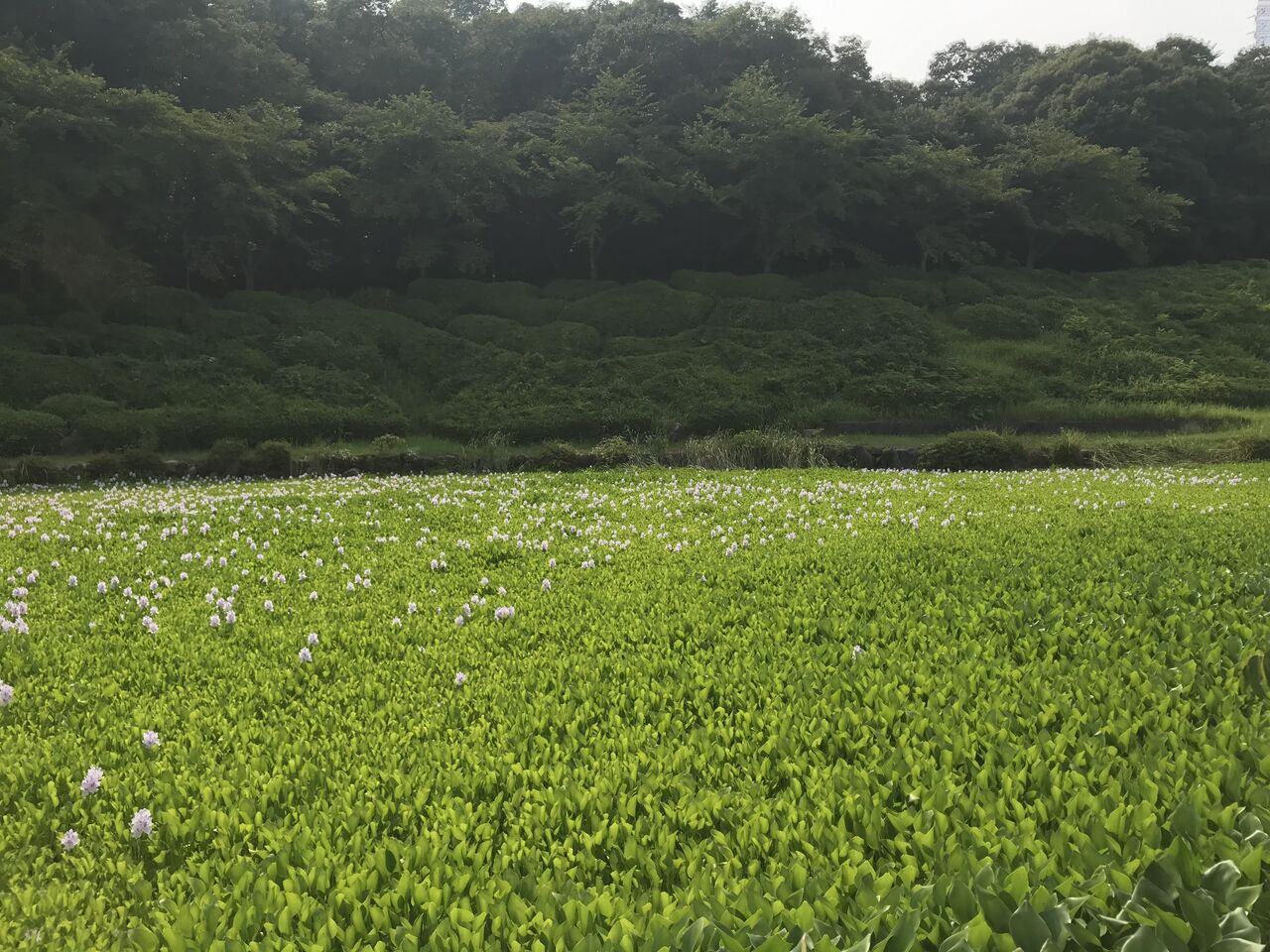 ホテイアオイの草原 水槽にやったことを忘れないように書いておくブログ