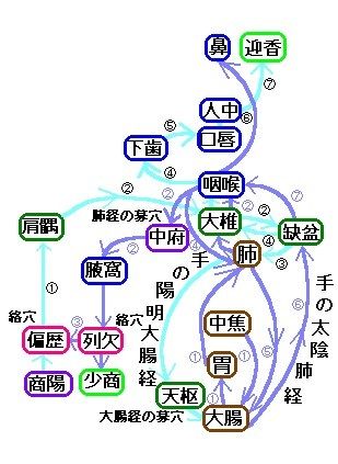 手の太陰肺経と手の陽明大腸経の流注図