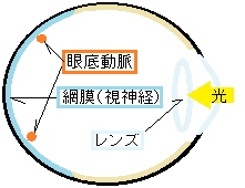 眼底