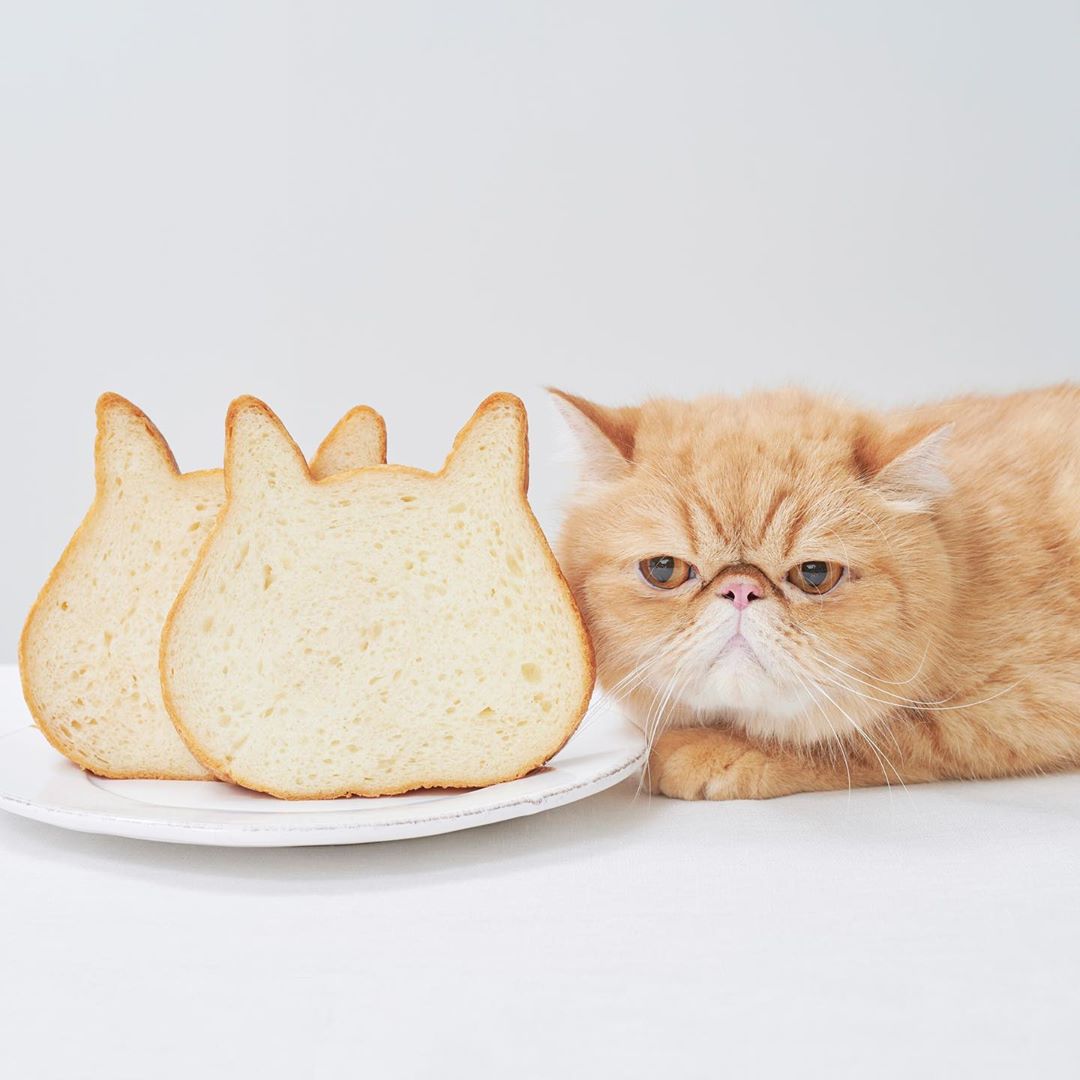 ねこねこ食パン