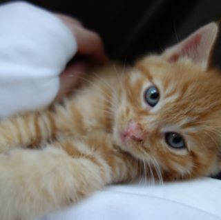子猫