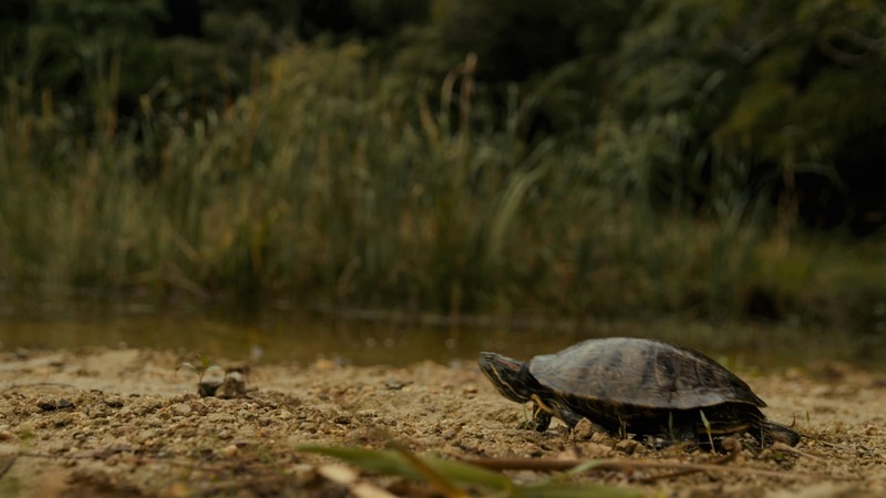 なんのちゃん_sub_011