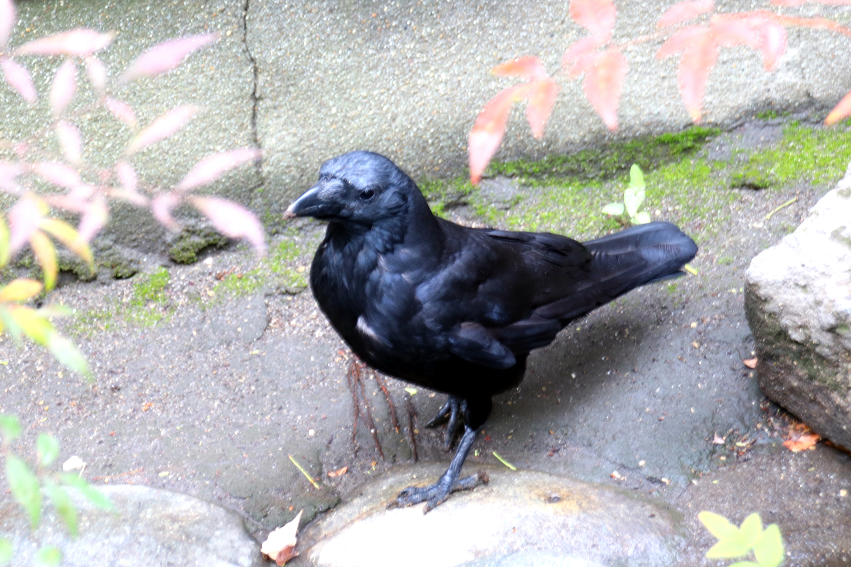 縁結びのカラス 親になる 三輪神社 名古屋市中区大須 ゴチソー尾張