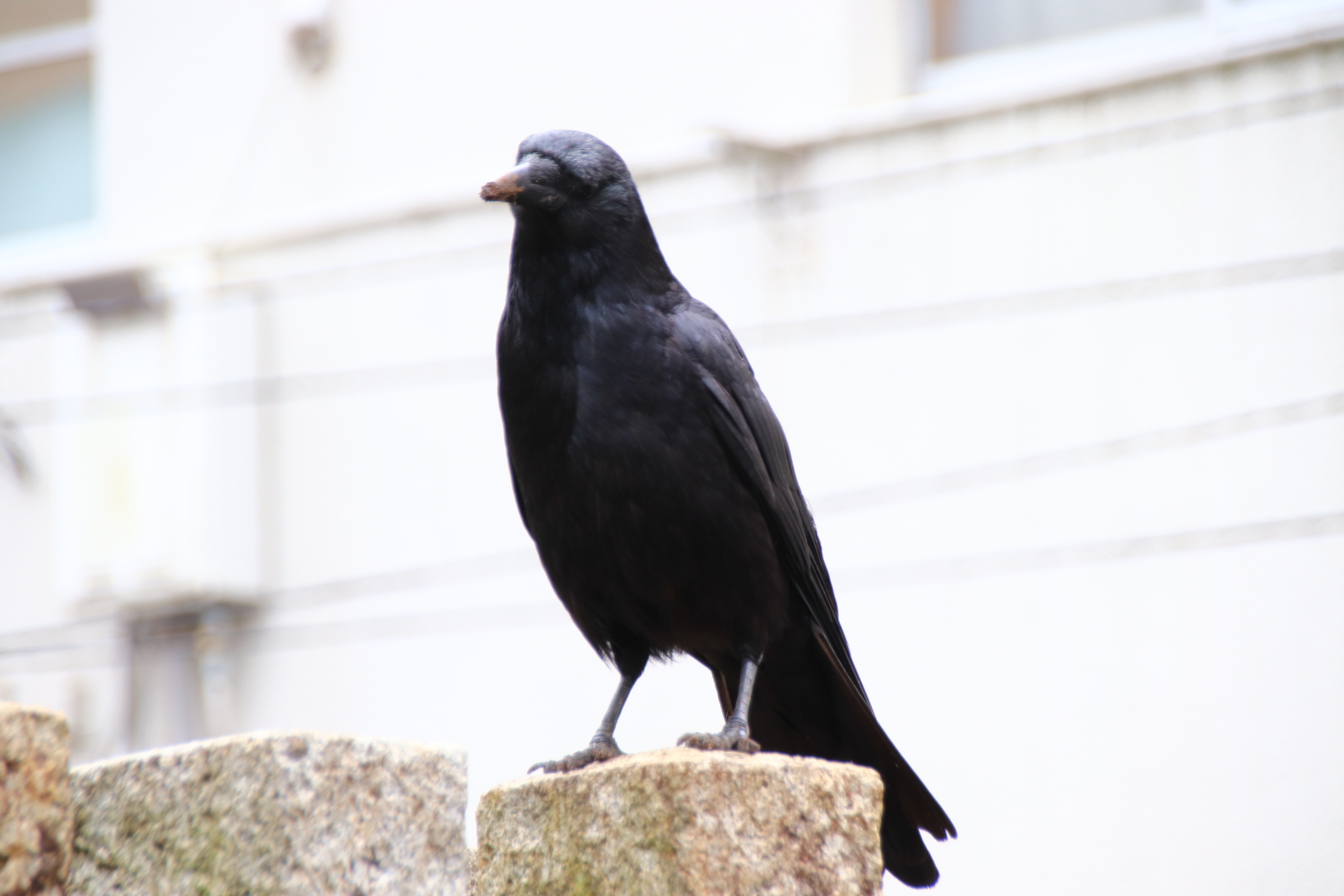 縁結びのカラス 親になる 三輪神社 名古屋市中区大須 ゴチソー尾張