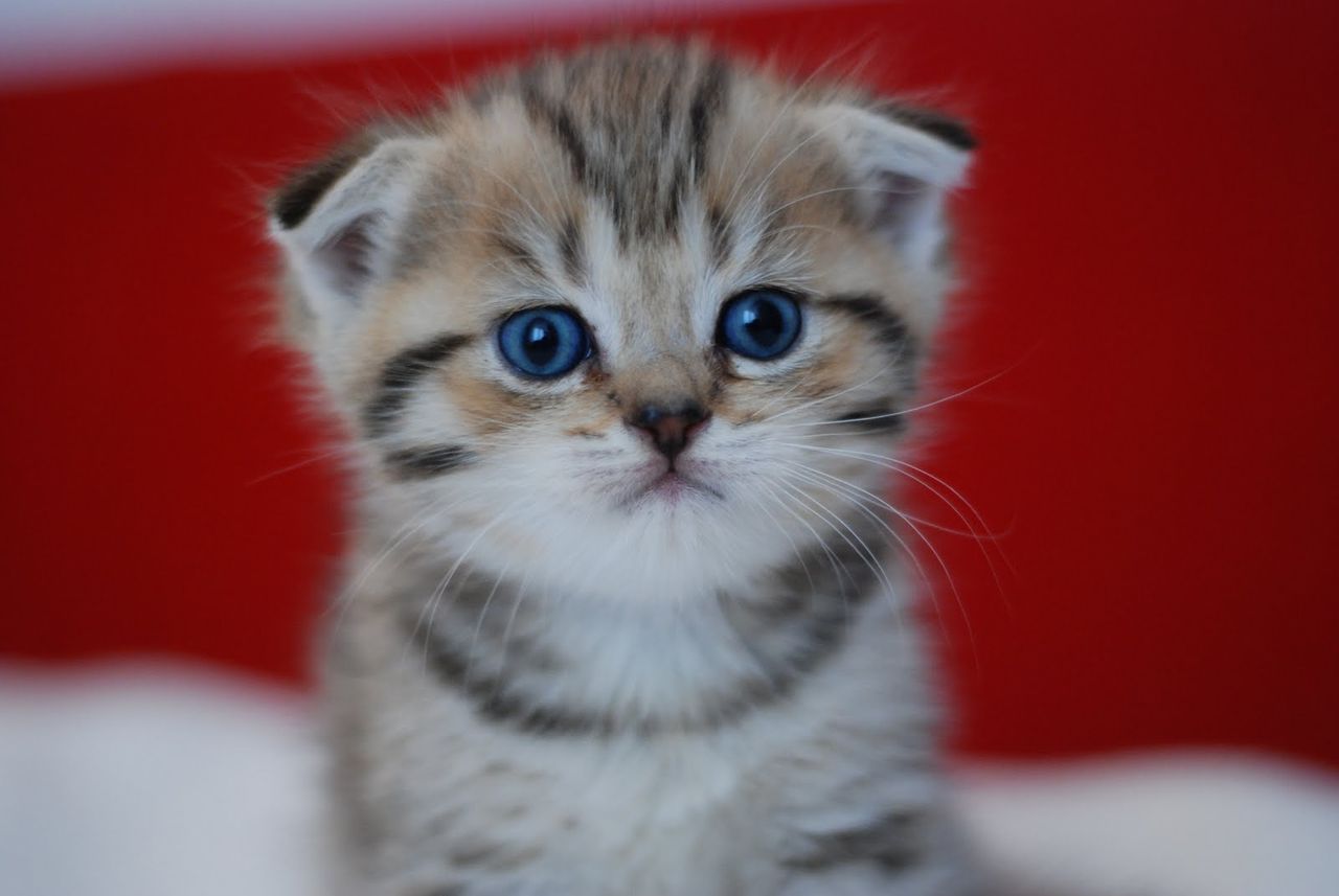 これはかわいい 癒しの本当に可愛すぎるスコティッシュフォールドの子猫 画像76枚
