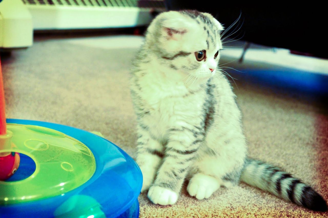 これはかわいい 癒しの本当に可愛すぎるスコティッシュフォールドの子猫 画像76枚