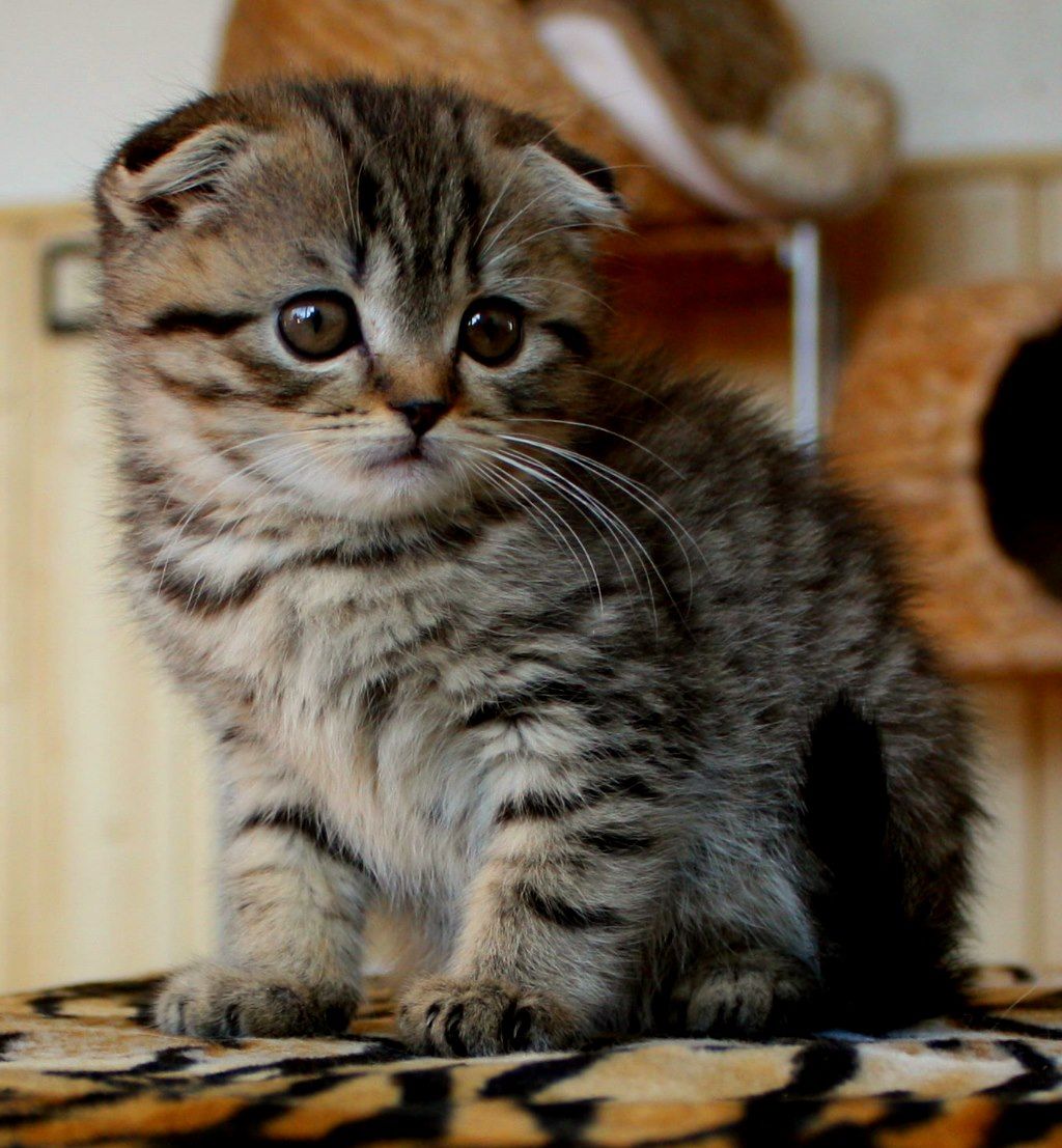 これはかわいい 癒しの本当に可愛すぎるスコティッシュフォールドの子猫 画像76枚
