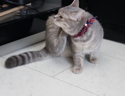 ���ȥԡ��������ߤ���