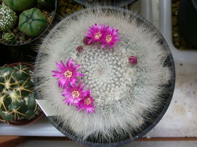 玉翁殿 サボテン日記