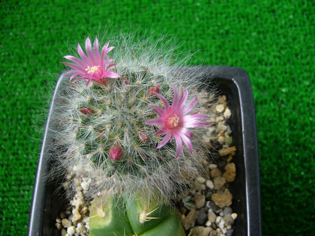 高砂の花が咲いた サボテン日記