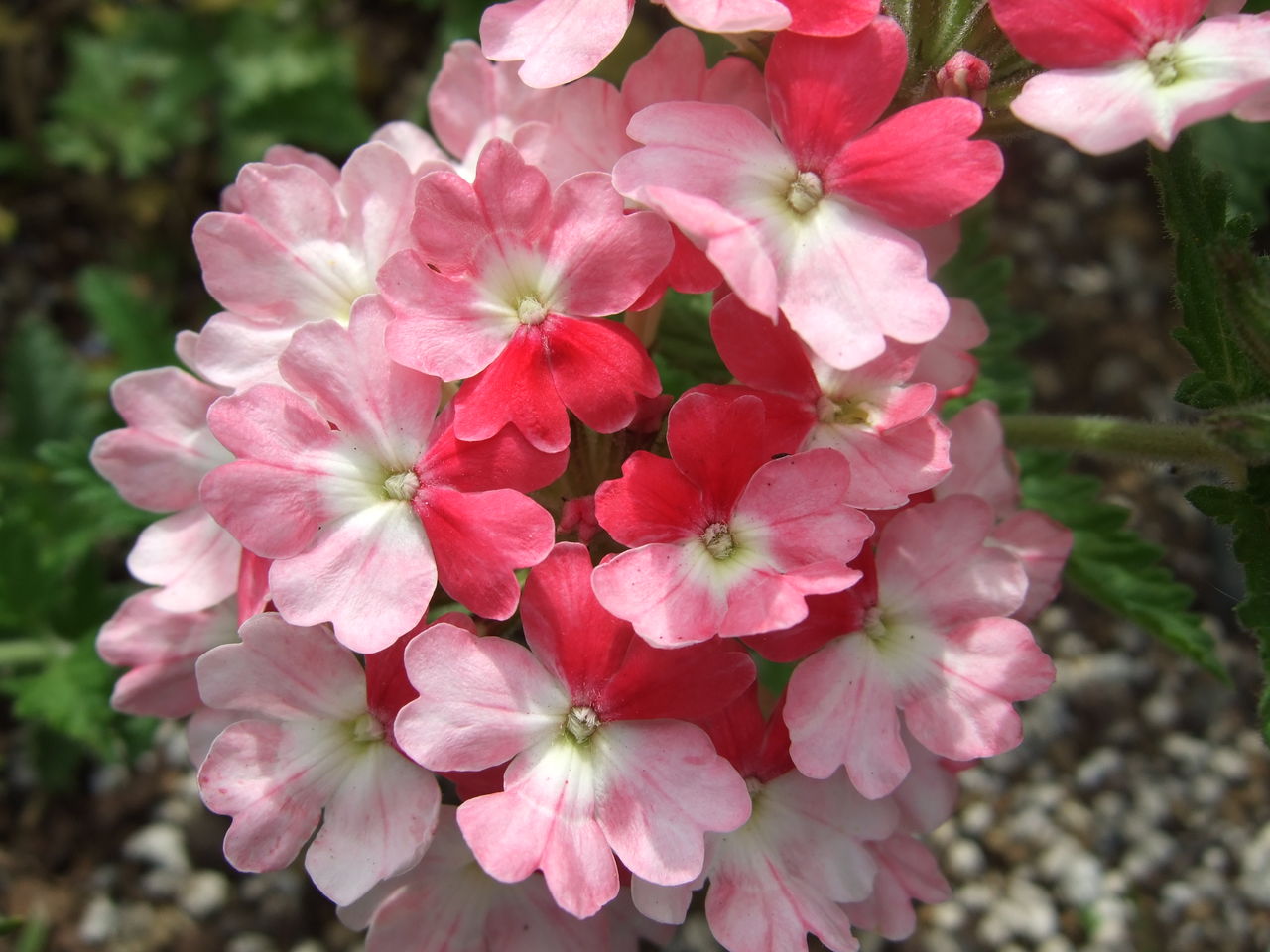 宿根バーベナ ピンクパフェ リリビ アルバム