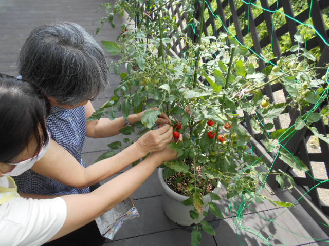 家庭菜園